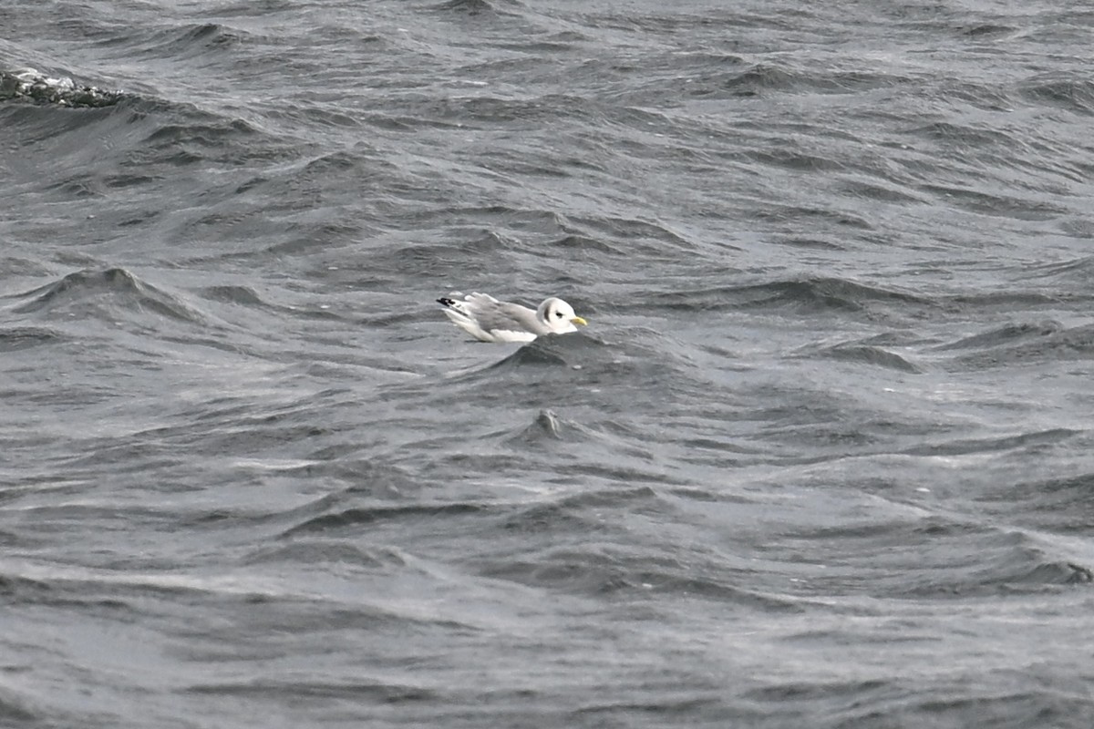 Black-legged Kittiwake - ML642085262