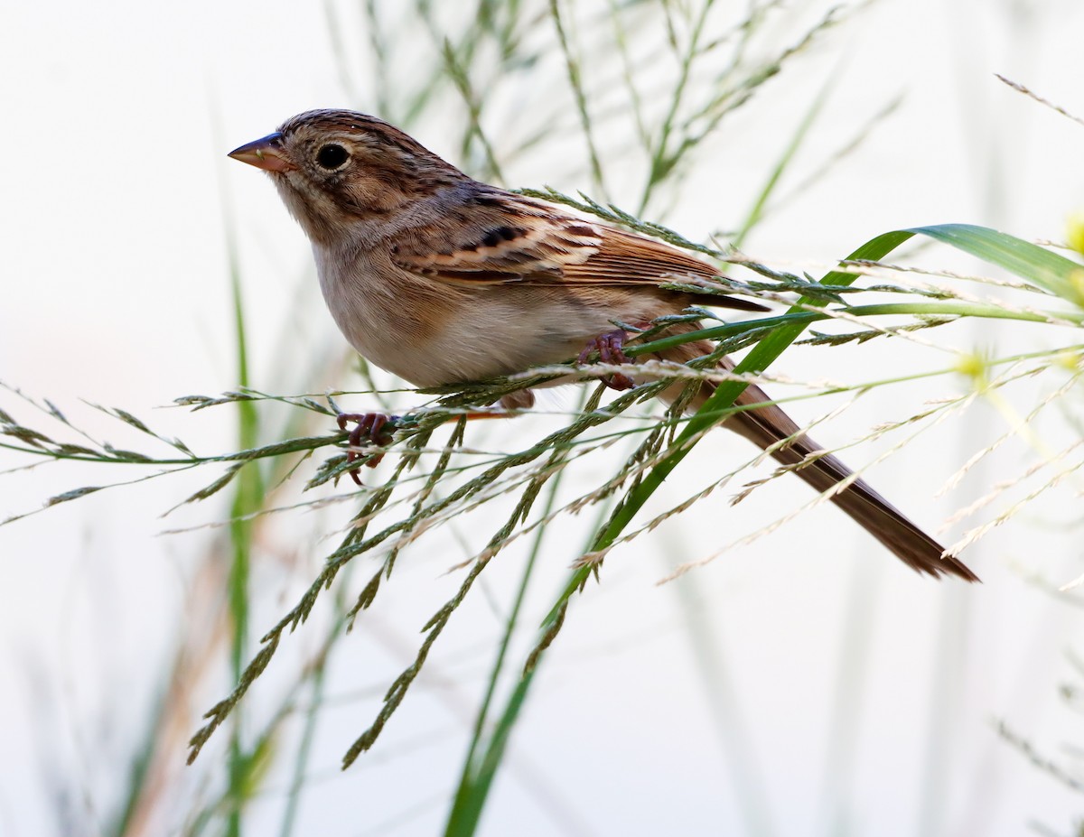 Brewer's Sparrow - ML642085265