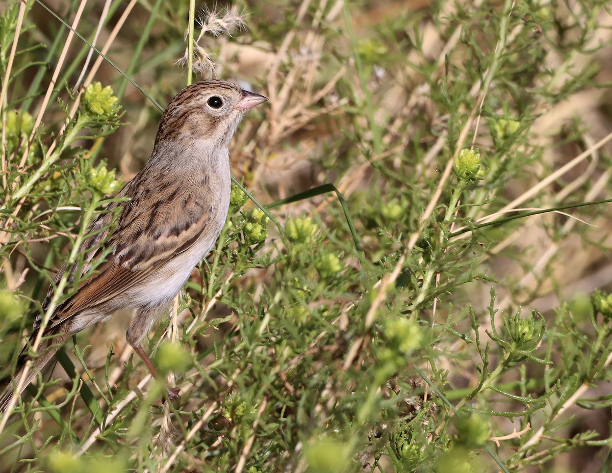 Brewer's Sparrow - ML642085266