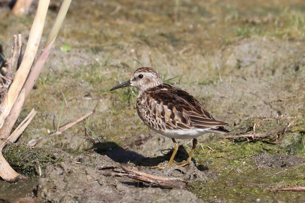pygmésnipe - ML642085288