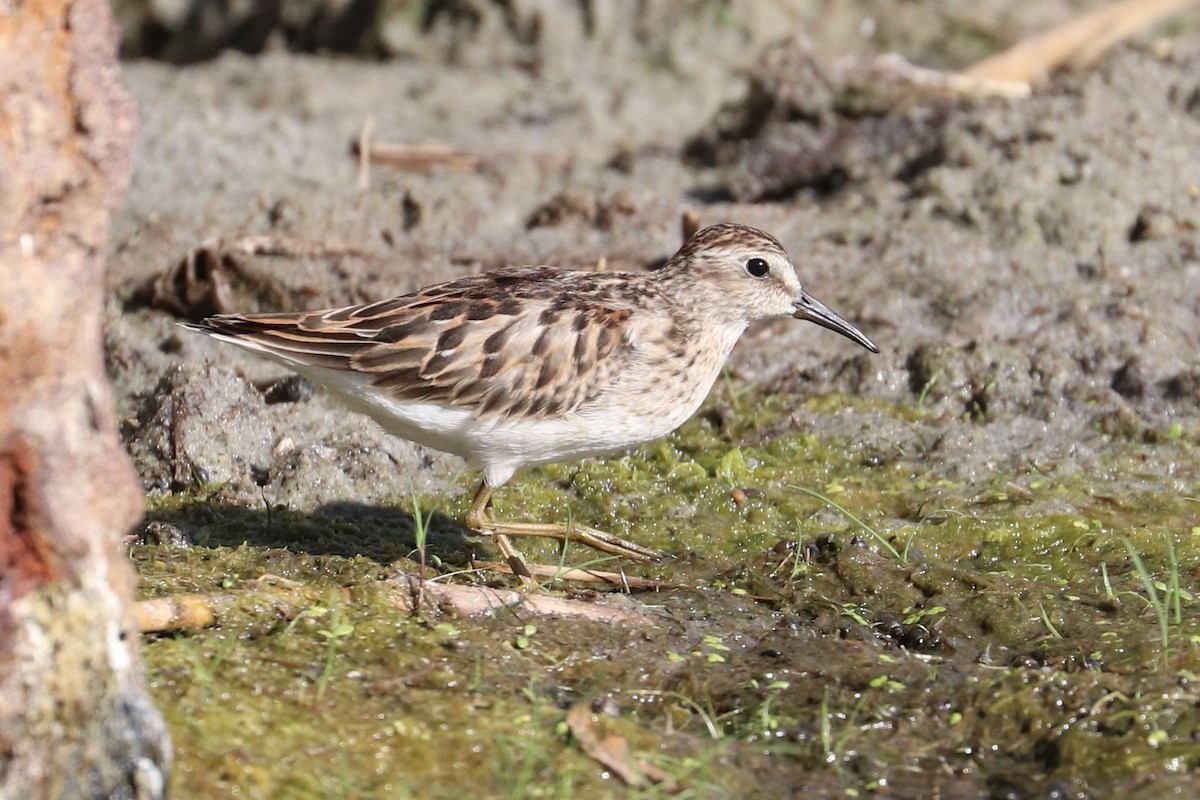 pygmésnipe - ML642085289