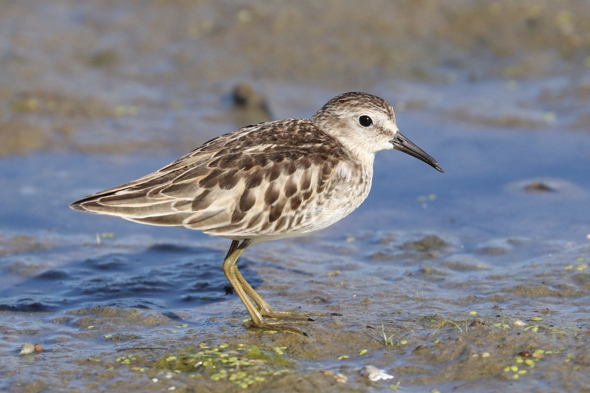 pygmésnipe - ML642085290