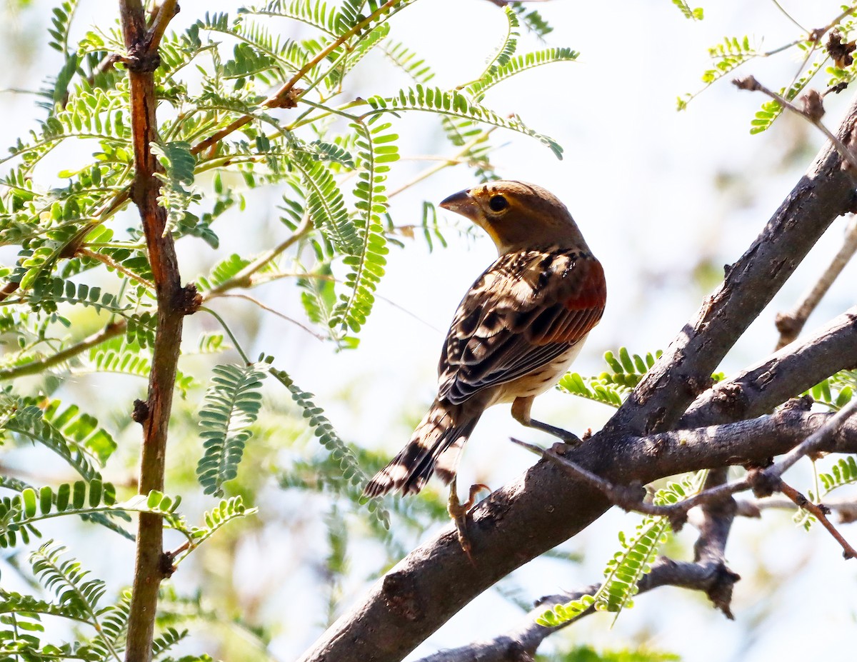 Dickcissel - ML642085293