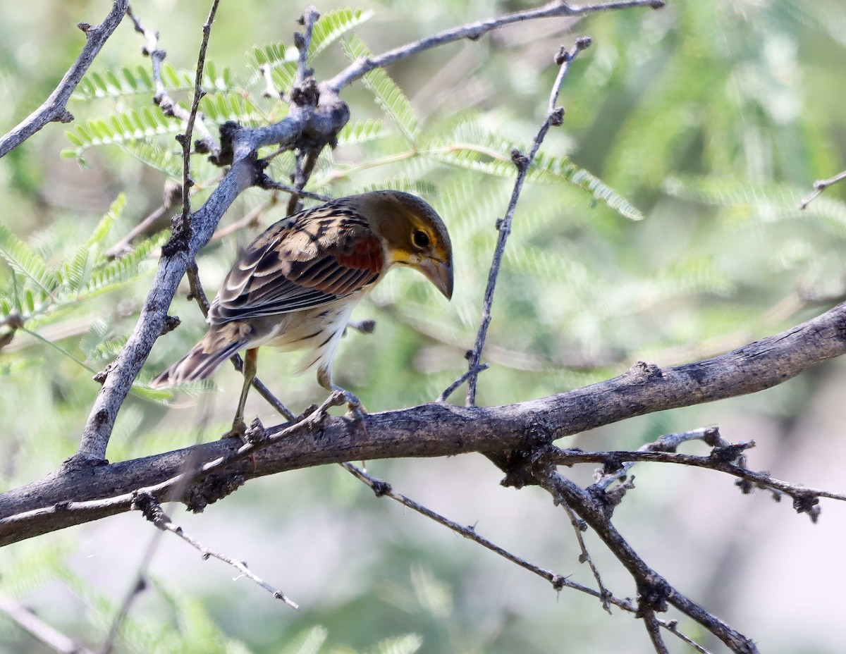 Dickcissel - ML642085294