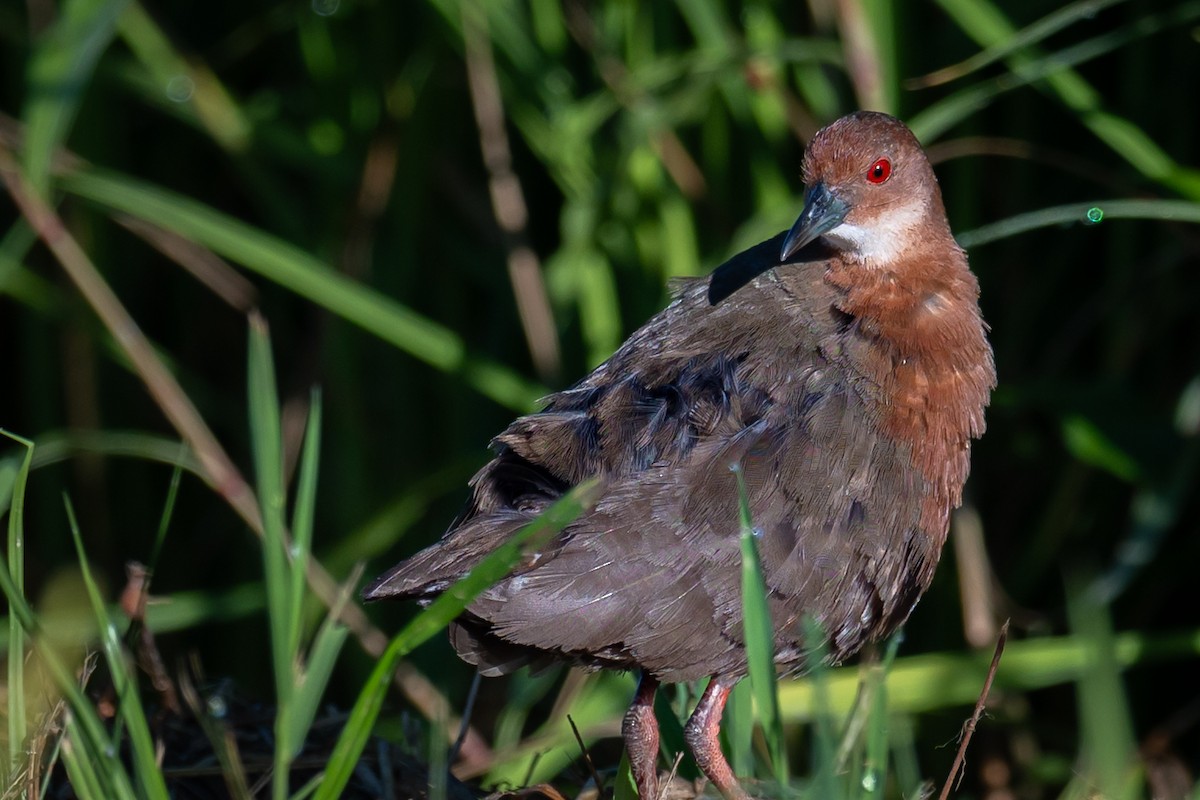 Ruddy-breasted Crake - ML642085297