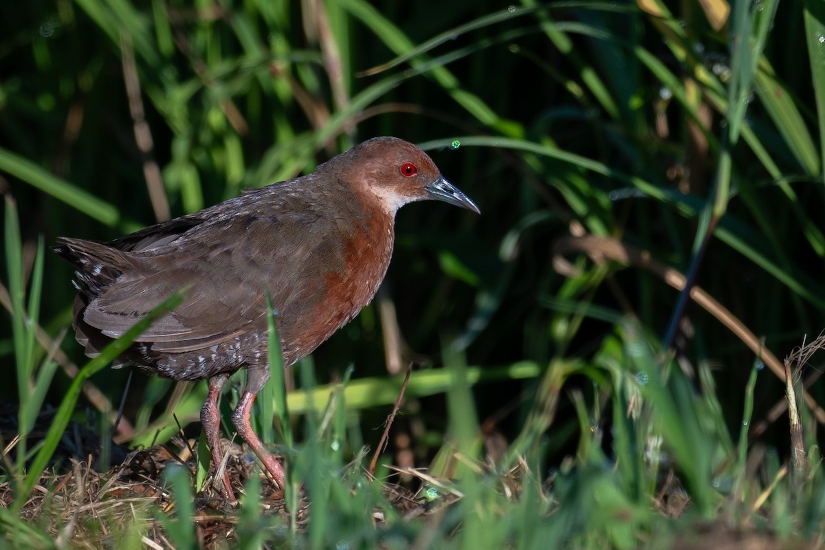 Ruddy-breasted Crake - ML642085298