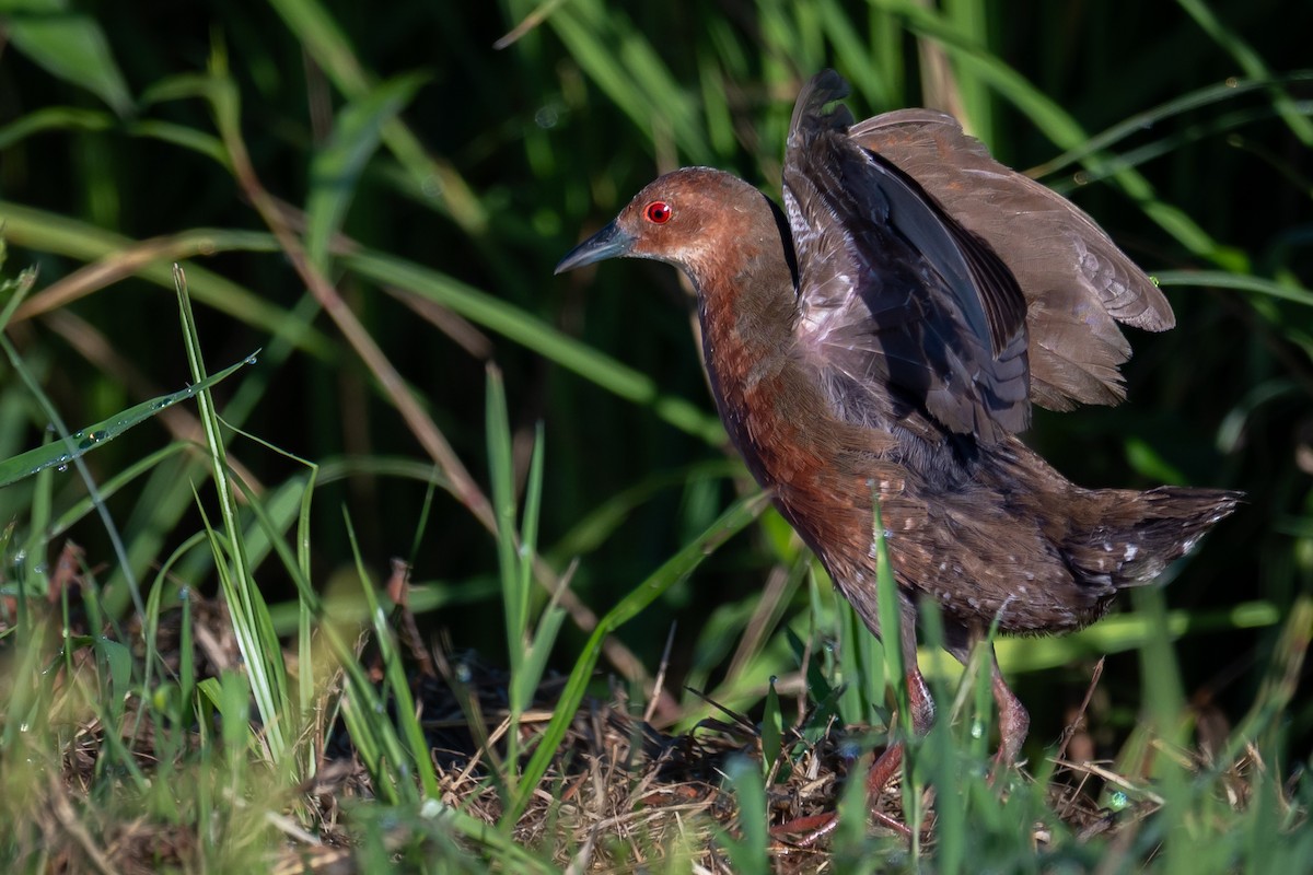 Ruddy-breasted Crake - ML642085299