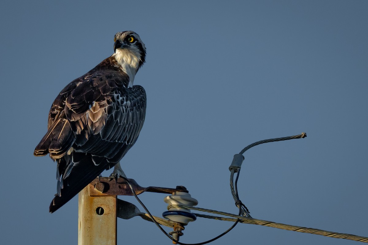 Osprey - ML642085323