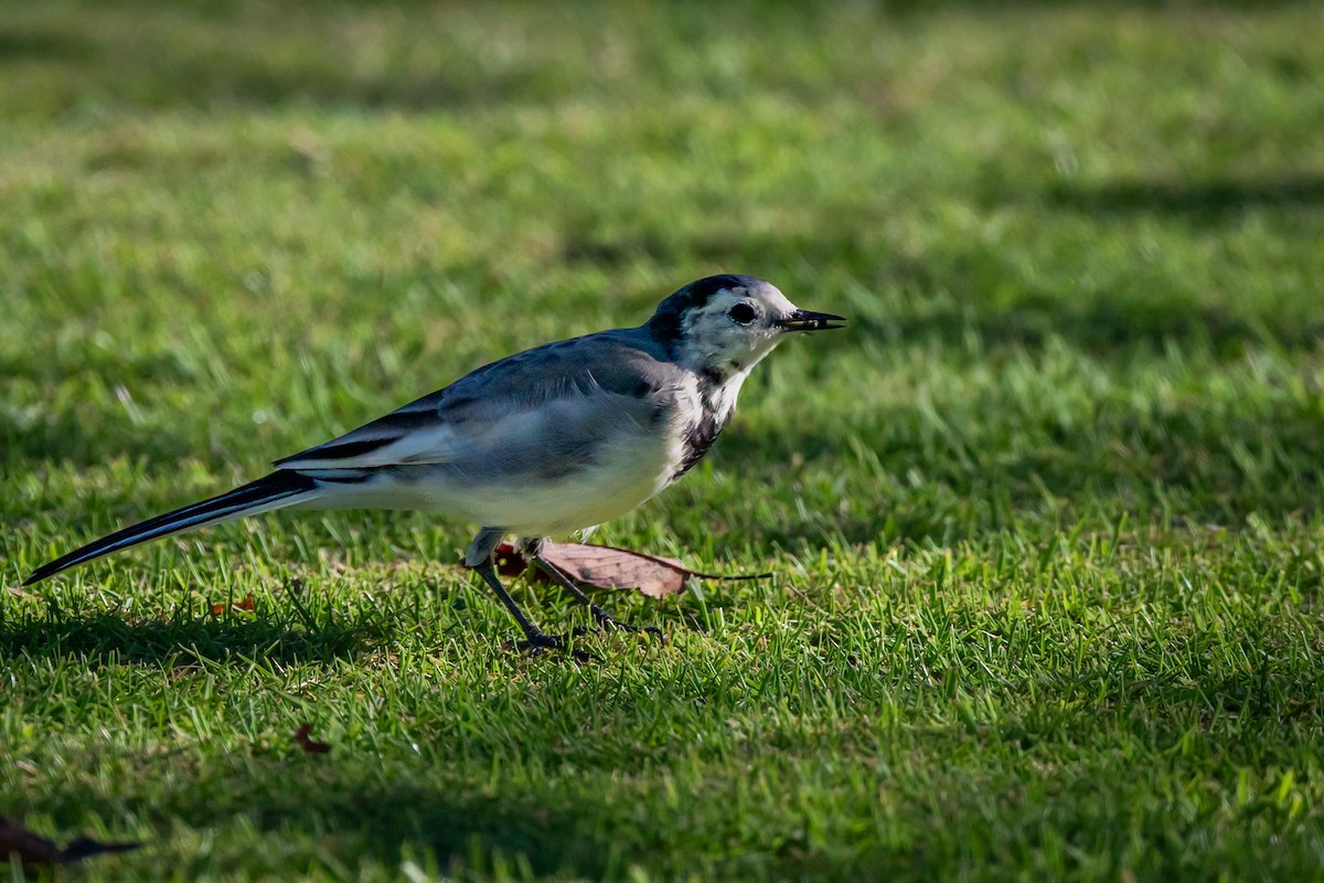 White Wagtail - ML642085327