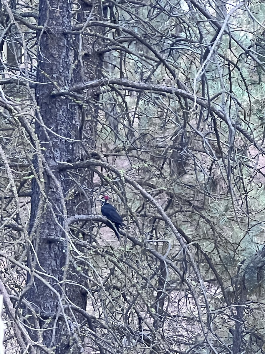Pileated Woodpecker - ML642085334