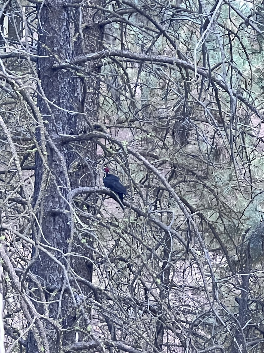 Pileated Woodpecker - ML642085335