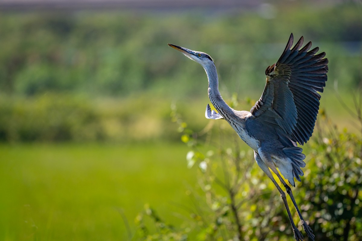 Gray Heron - ML642085343