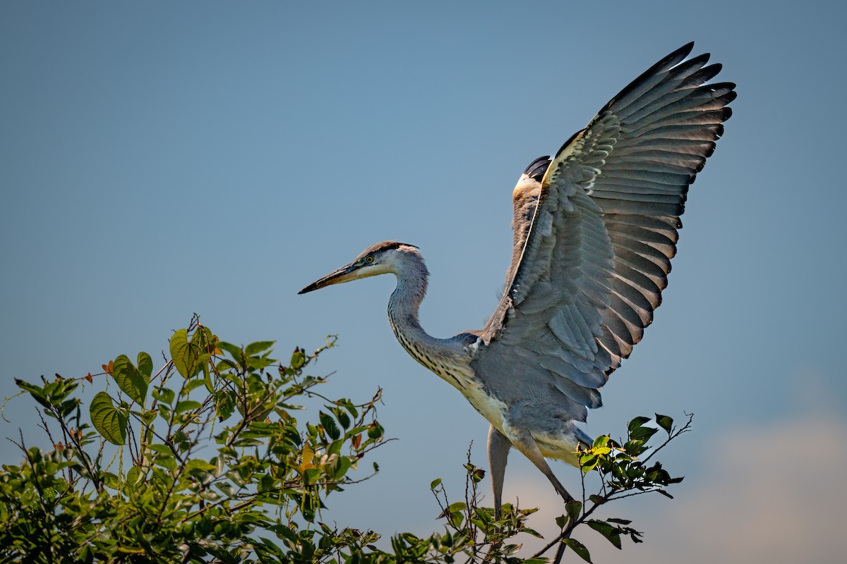 Gray Heron - ML642085344