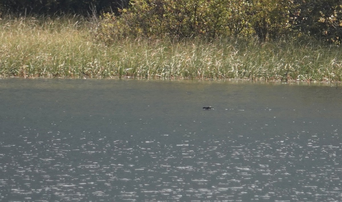 Ancient Murrelet - ML642085348