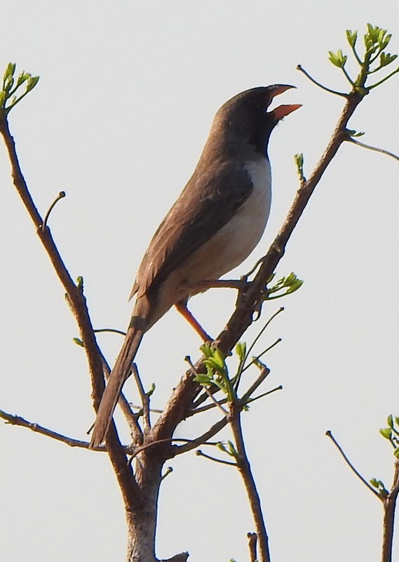Black-throated Saltator - ML642085369