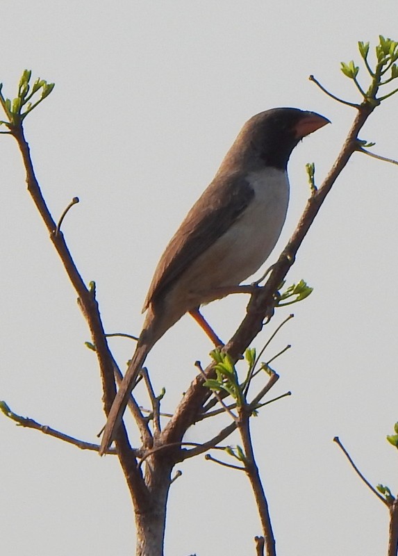 Black-throated Saltator - ML642085370