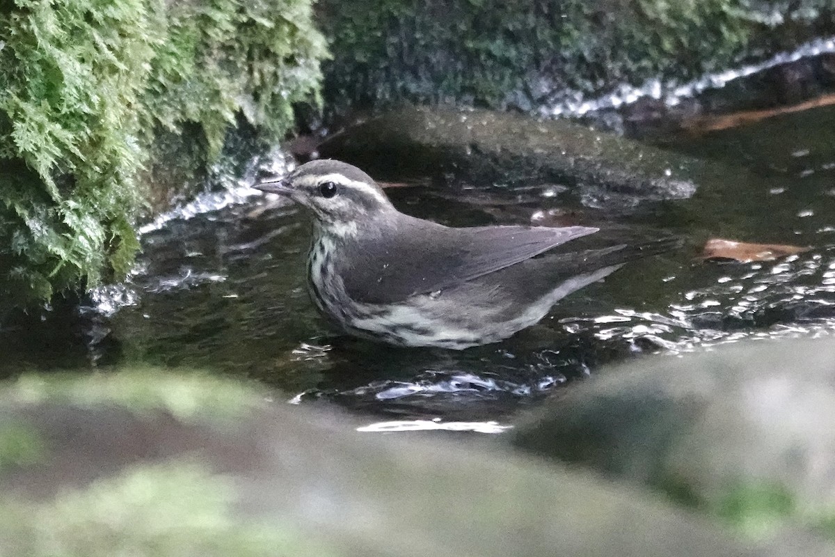 Northern Waterthrush - ML642085375