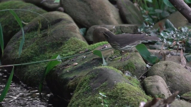 Northern Waterthrush - ML642085377