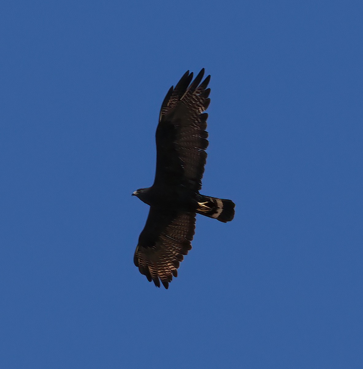 Zone-tailed Hawk - ML642085382