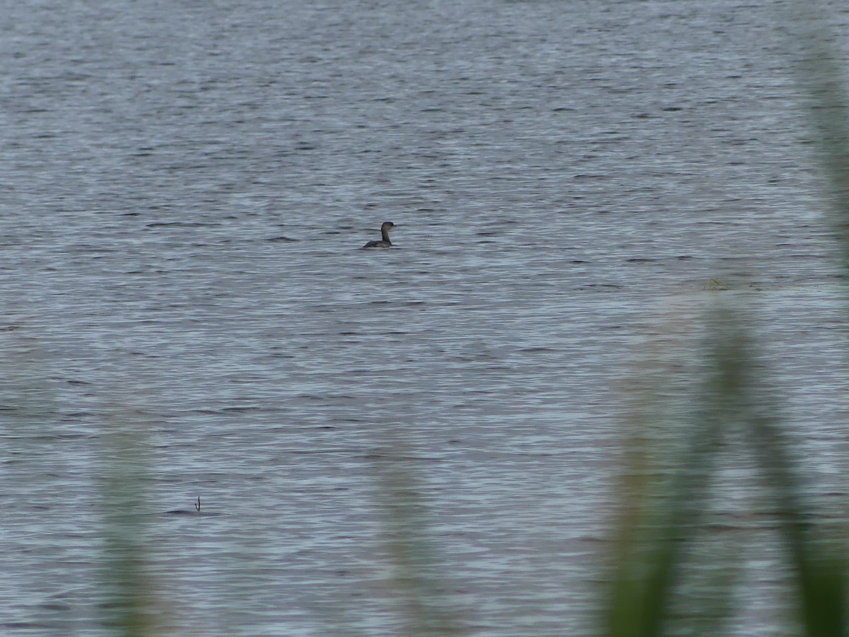 Pied-billed Grebe - ML642085385