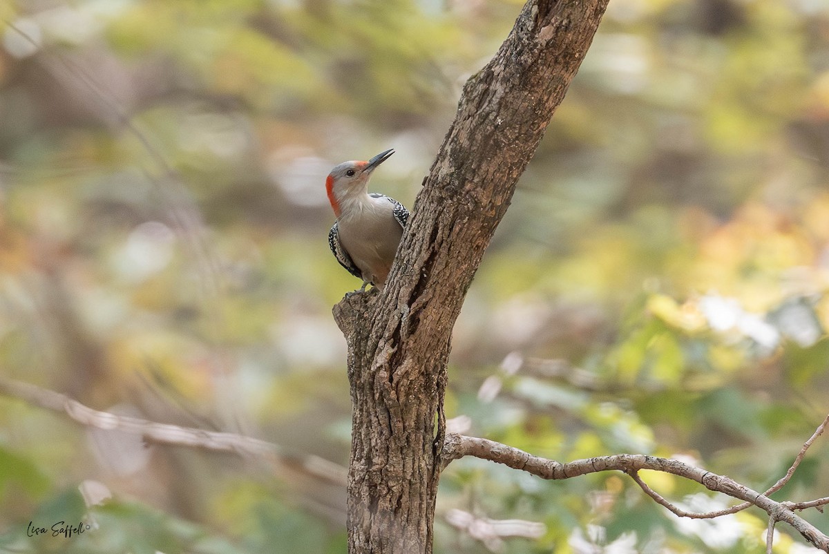 Red-bellied Woodpecker - ML642085391