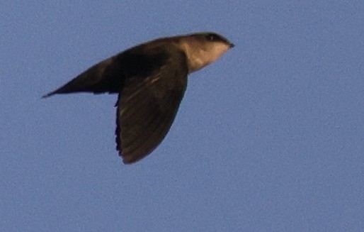 Vencejo de Chimenea - ML642085407