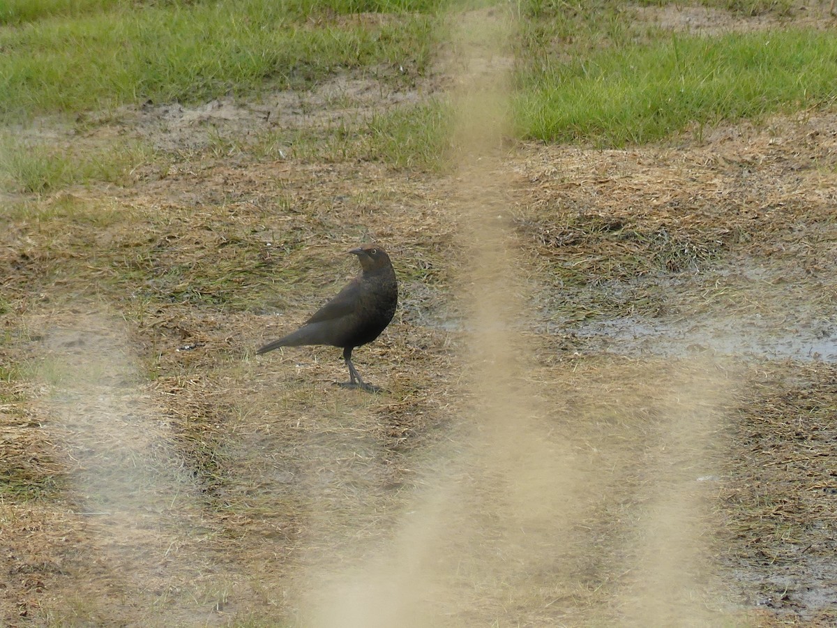 Rusty Blackbird - ML642085414