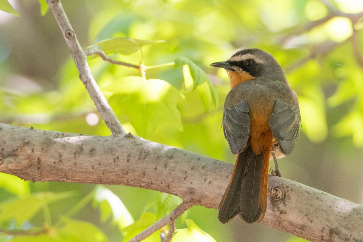 Cape Robin-Chat - ML642085442