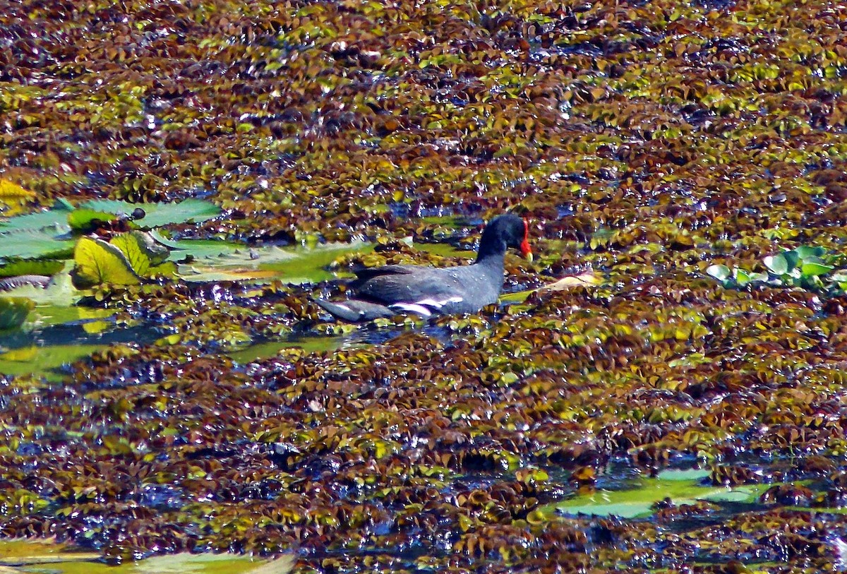 Gallinule d'Amérique - ML642085455