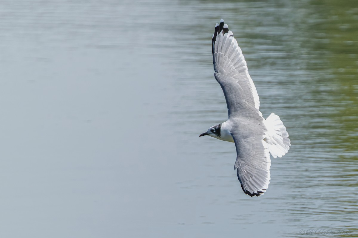 Mouette de Franklin - ML642085459