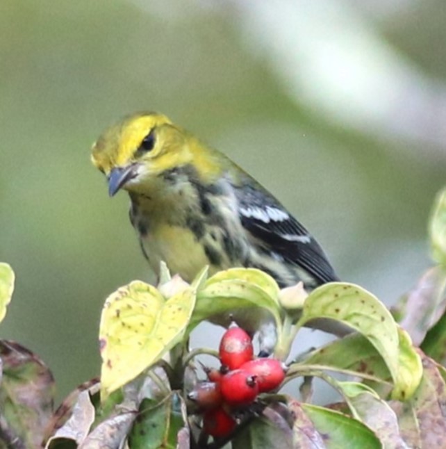 Black-throated Green Warbler - ML642085460