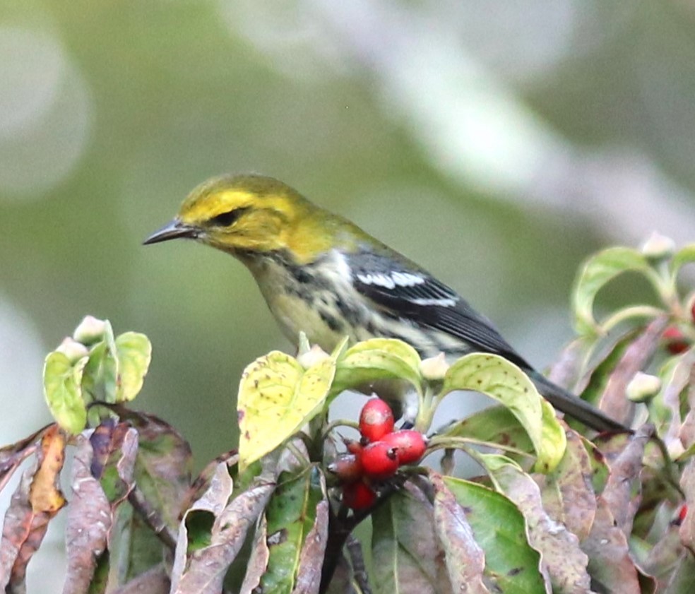 Black-throated Green Warbler - ML642085461