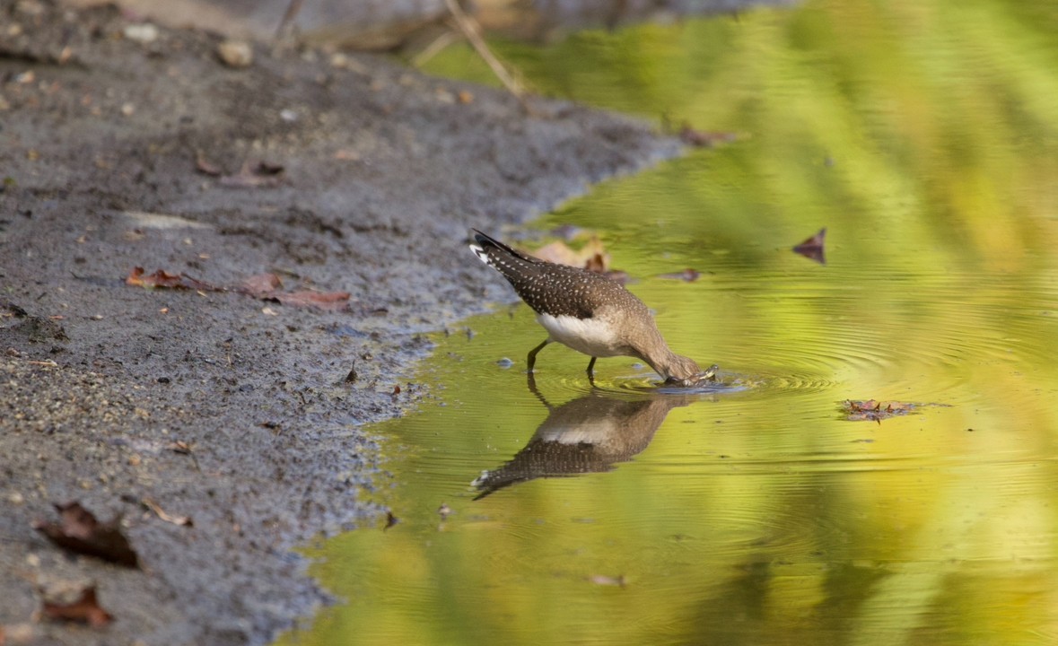 Solitary Sandpiper - ML642085487