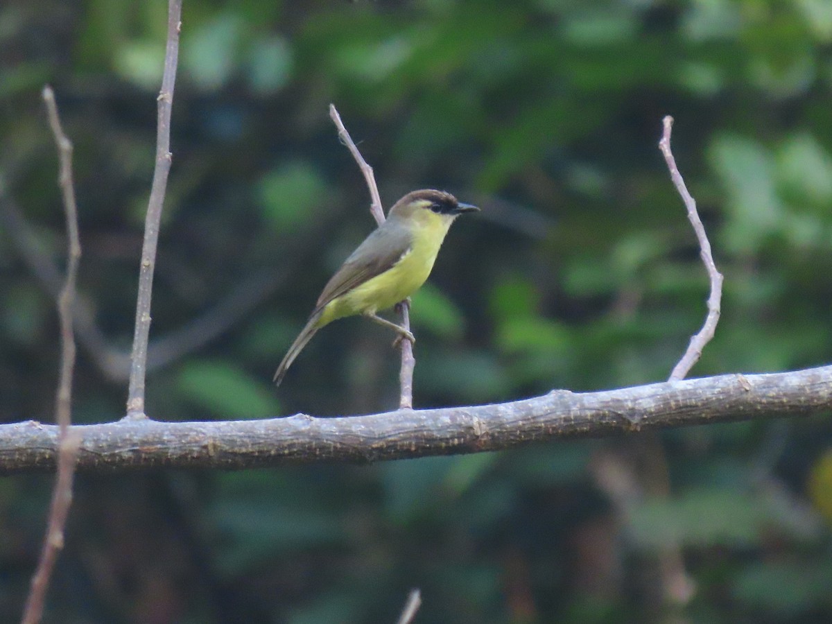 Dark-crowned Heleia - ML642085500