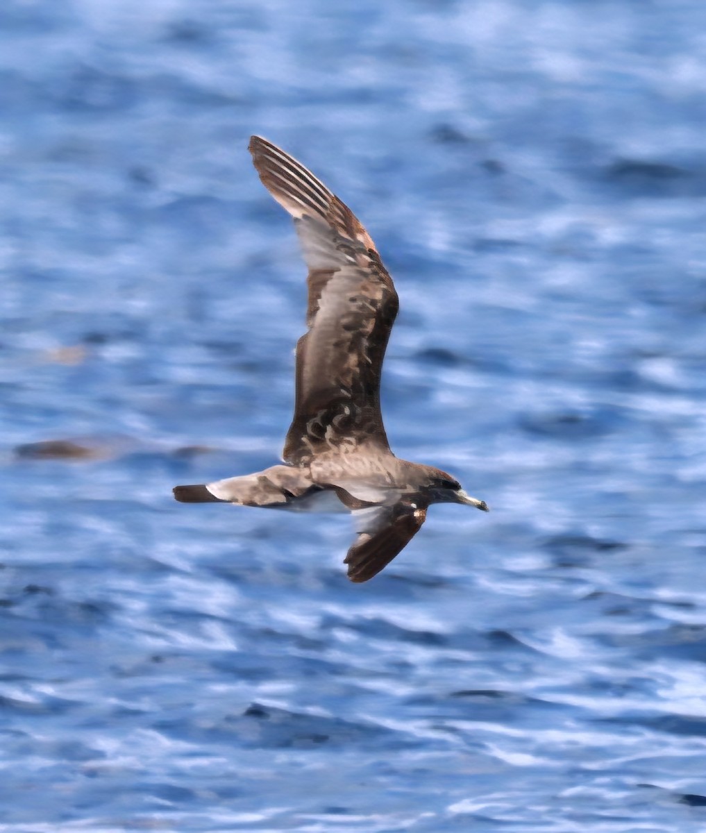 Cory's Shearwater - ML642085517