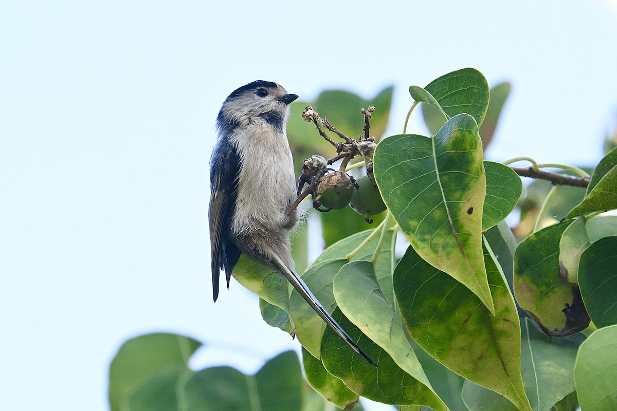 Silver-throated Tit - ML642085528