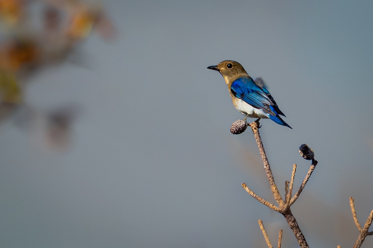 Blue-and-white Flycatcher - ML642085567