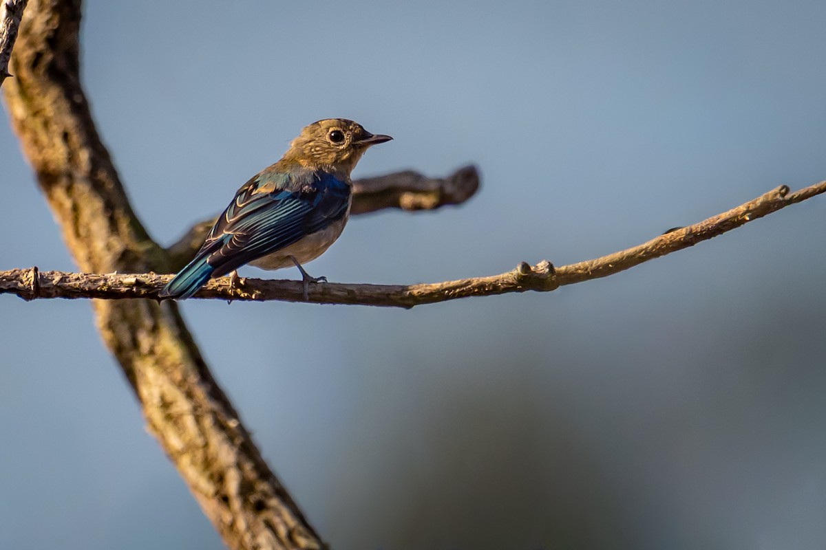 Blue-and-white Flycatcher - ML642085568