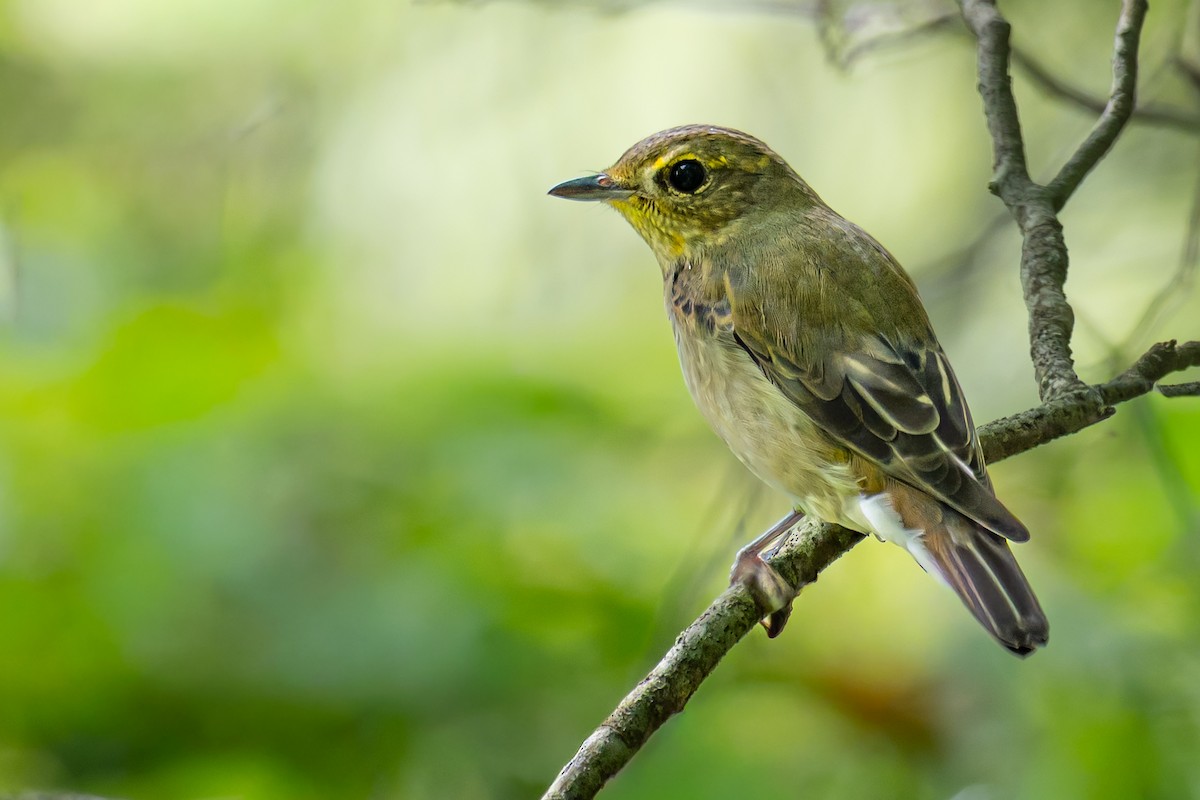 Narcissus Flycatcher - ML642085577