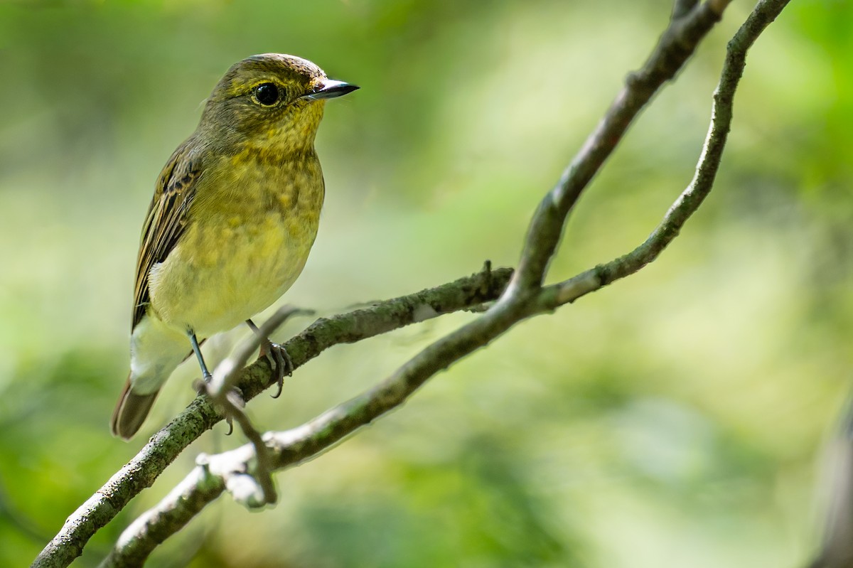 Narcissus Flycatcher - ML642085578