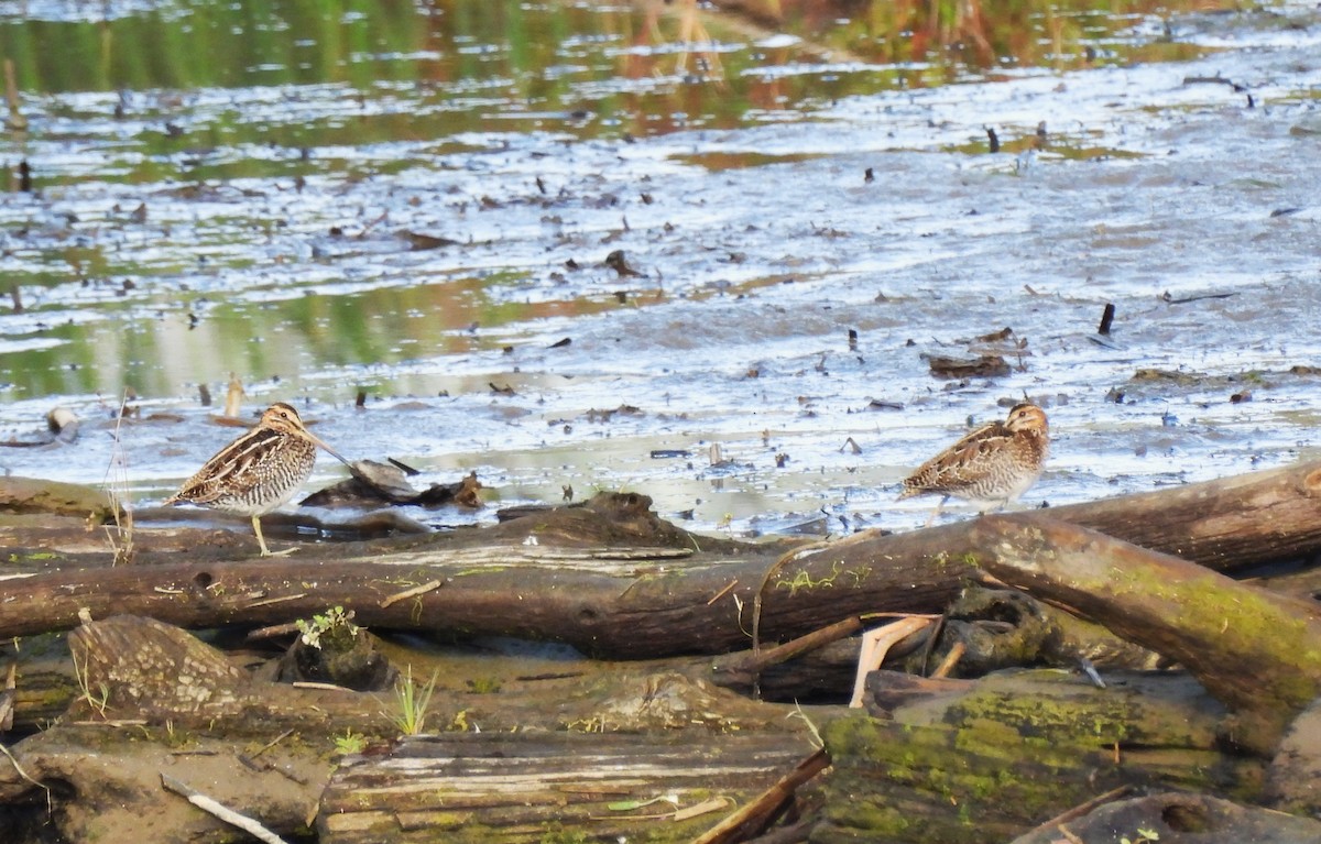 Wilson's Snipe - ML642085581
