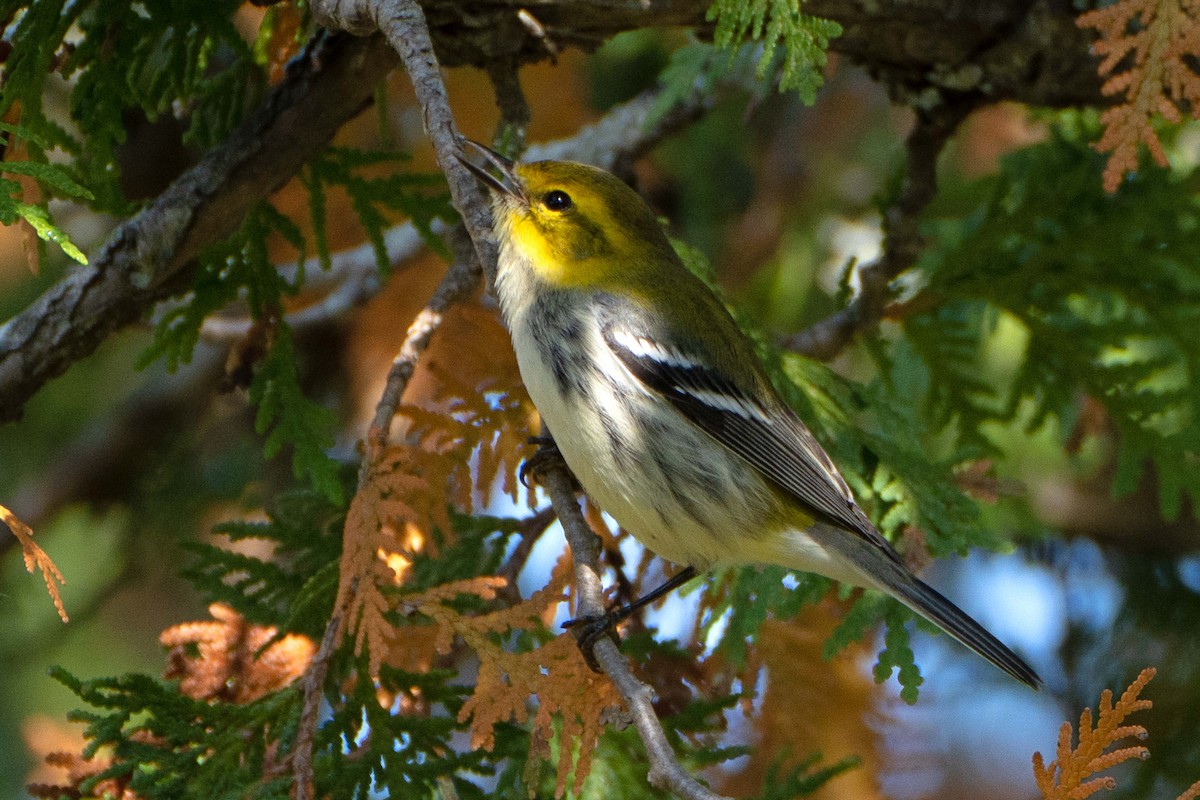 Black-throated Green Warbler - ML642085594