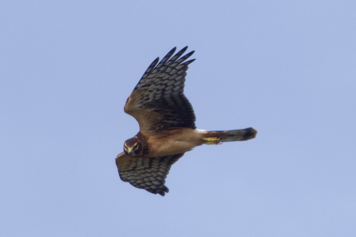 Northern Harrier - ML642085600