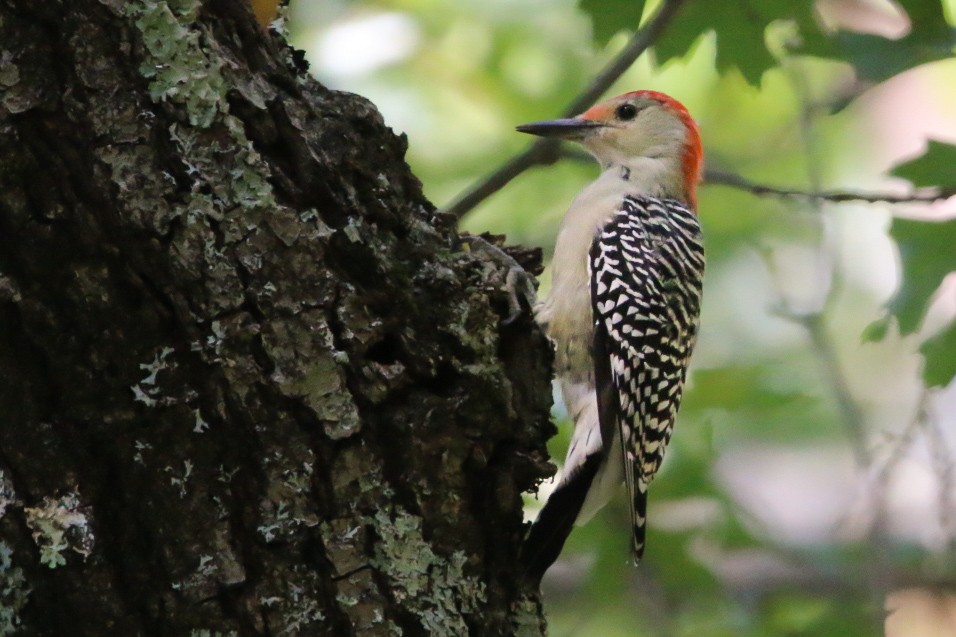 Red-bellied Woodpecker - ML642085601