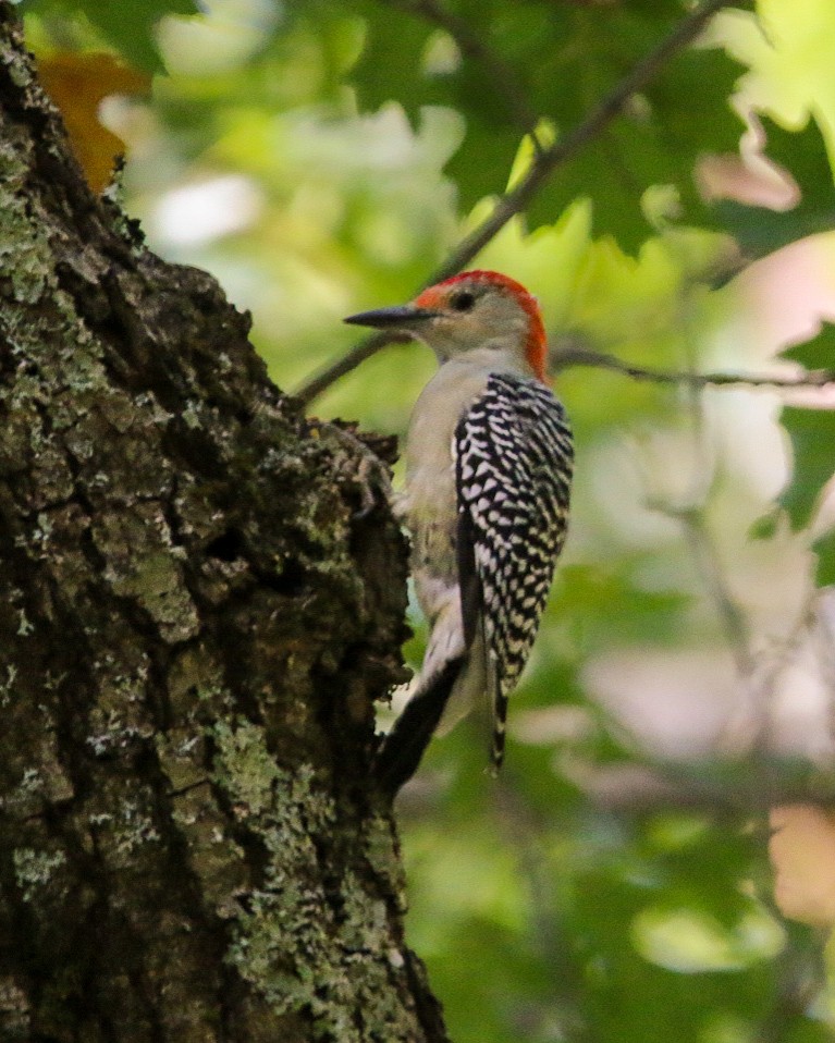 Red-bellied Woodpecker - ML642085602