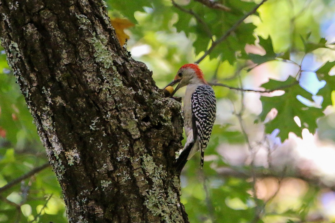 Red-bellied Woodpecker - ML642085603