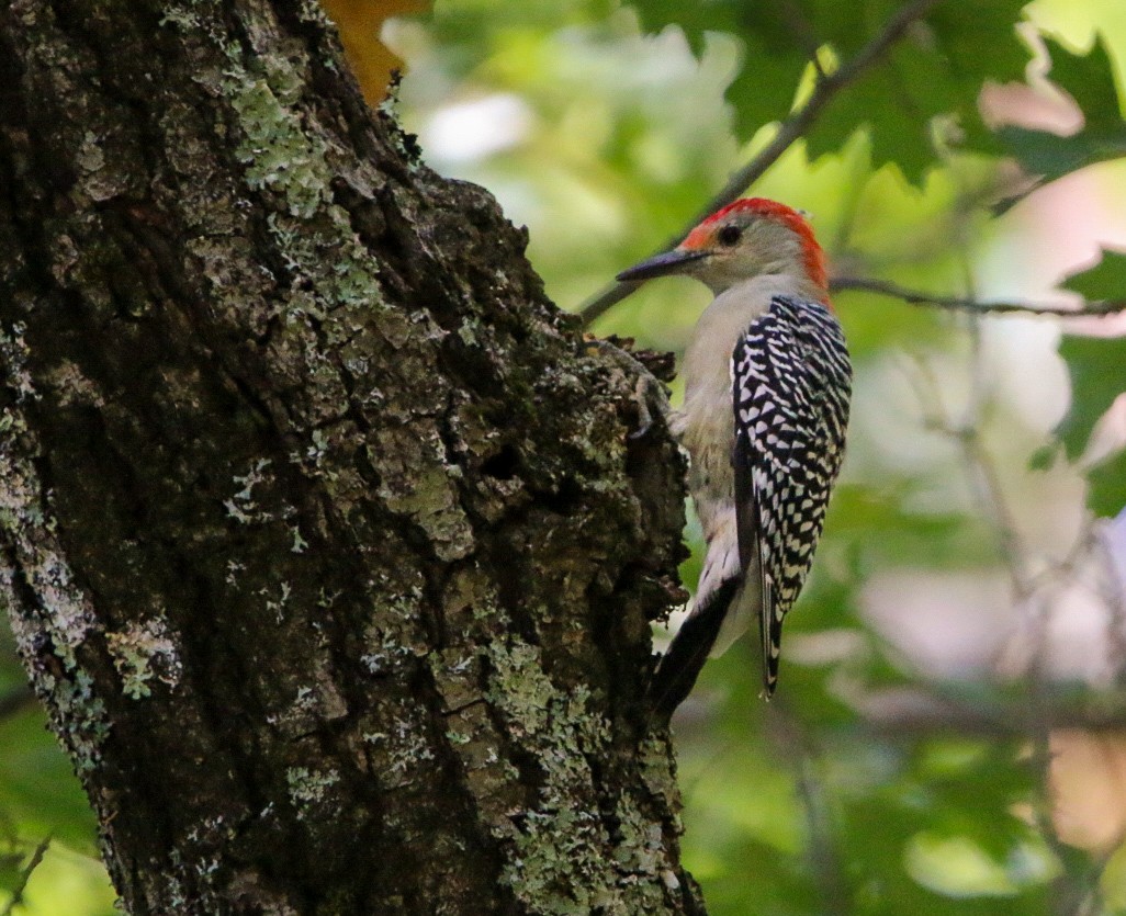 Red-bellied Woodpecker - ML642085604