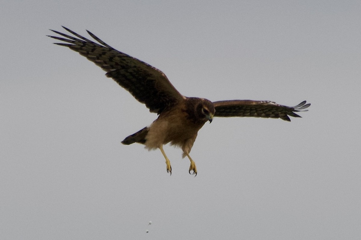 Northern Harrier - ML642085616