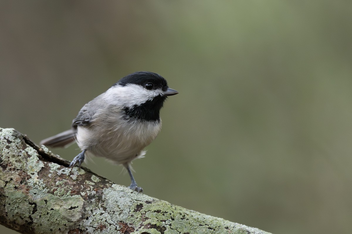 Carolina Chickadee - ML642085623