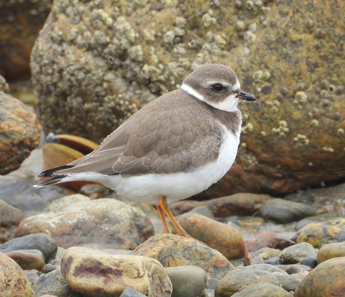 Semipalmated Plover - ML642085649